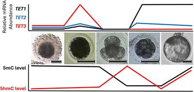 TET enzyme driven epigenetic reprogramming in early embryos and its implication on long-term health